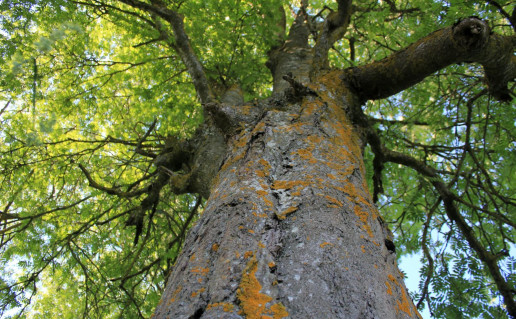 7_Žagarės šermukšnis (2).jpg